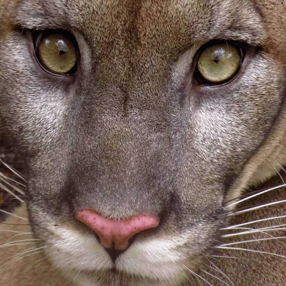 Panther Necklace