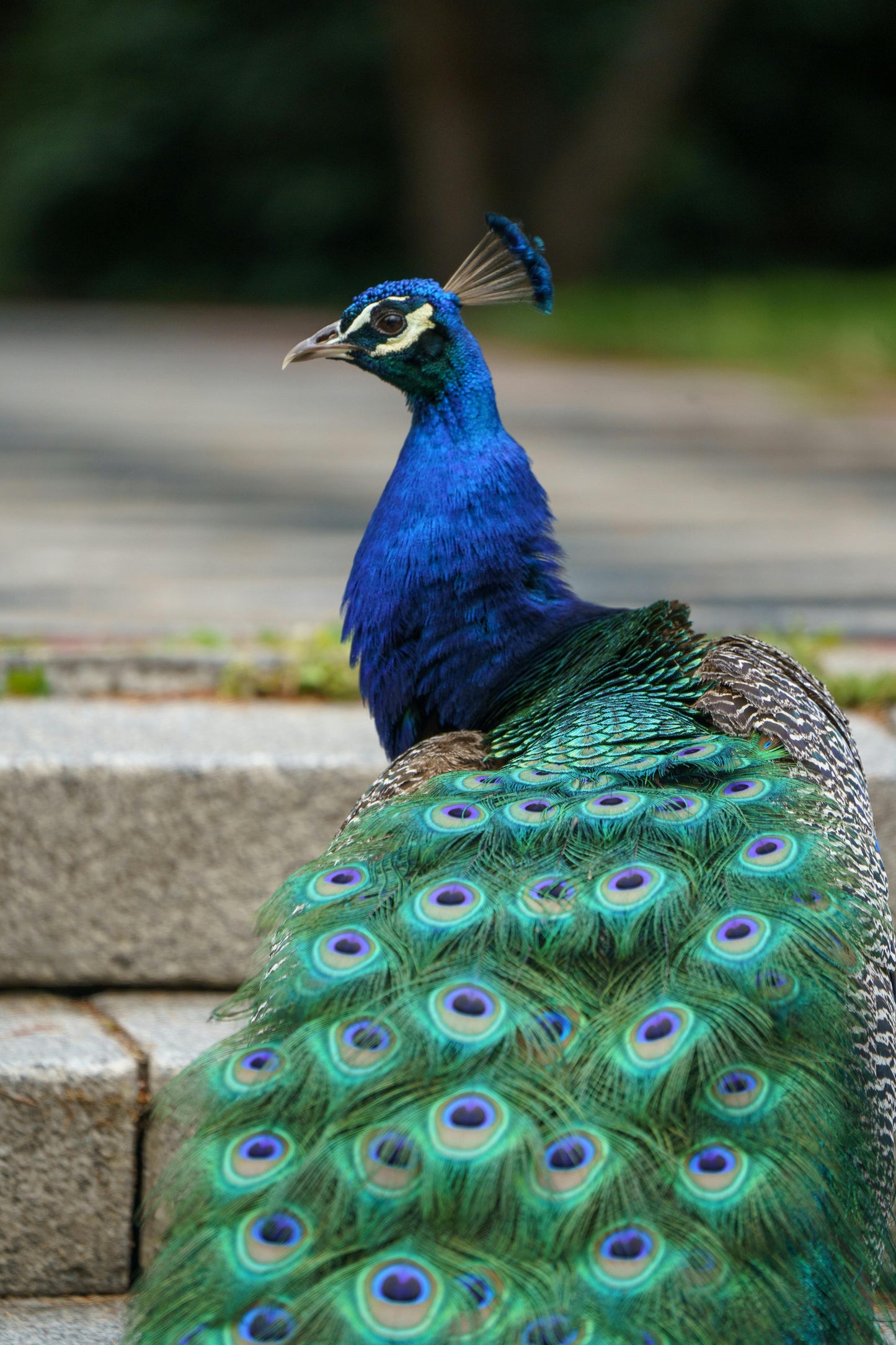 Peacock Fringe Necklace